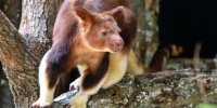 Kangourou arboricole. La Ménagerie le zoo du Jardin des Plantes - Paris