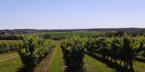 Vignes Anjou Tourisme