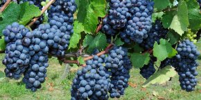 Vignes thouarsais