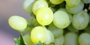 Chapange vignes haute-marne