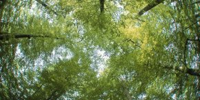 Forêt Tronçais