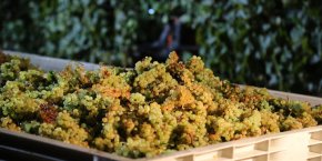 Chardonnay Côte-d'or