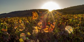 Vignes Bourgogne automne
