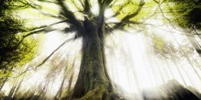 Brocéliance