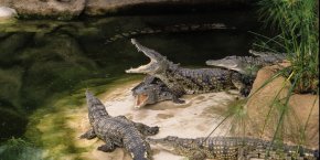 Crocodiles pierrelatte