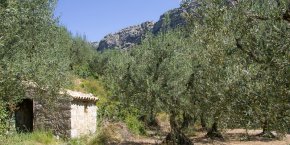 Oliveraie buis-les-baronnies