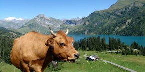 vache montagnarde alpage savoie