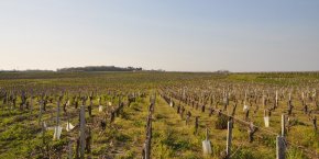 Vignes Gironde