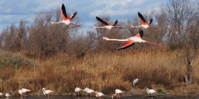 Flamands roses camargue