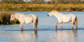 Chevaux camargue tourisme