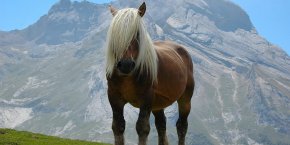 Cheval Gourette
