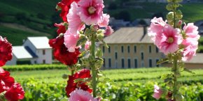 Fleur montagne savoie haute-savoie