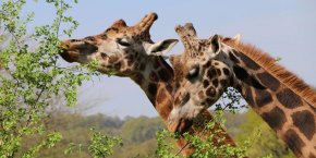 Parc zoo Reynou