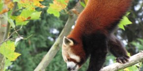 Panda Roux Zoo de Beauval