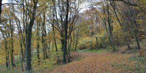 Forêt marne