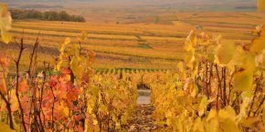 Paysage vignes marne
