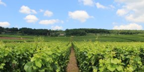 Vignobles Venteuil