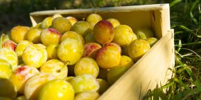 mirabelles meuse