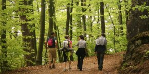 Randonnée bois vosges