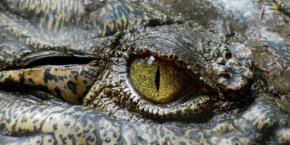 Crocodile Reptiland lot
