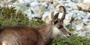 Bouquetin chamois hautes-alpes