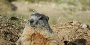 Marmotte hautes-alpes