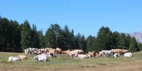 troupeau vaches hautes alpes