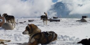Husky traineau hautes-alpes