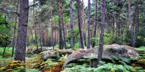 Forêt de Fontainebleau