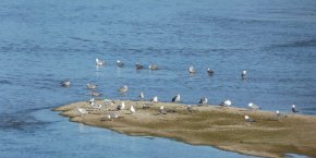La Loire à Saint-Jean-de-Braye
