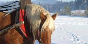Cheval neige doubs