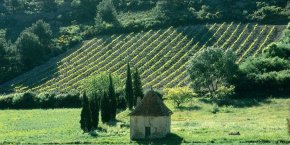 Vignes de saint-chinian