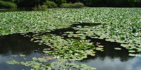 Marais parc finistère