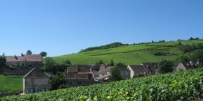 Vignes Bourgogne