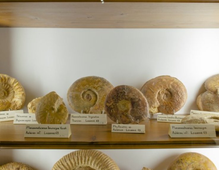 Fossiles au Musée de la Mine et de la Minéralogie à St Pierre la Palud © Mélissa Edo