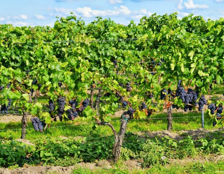 La maison des Climats du Vignoble de Bourgogne