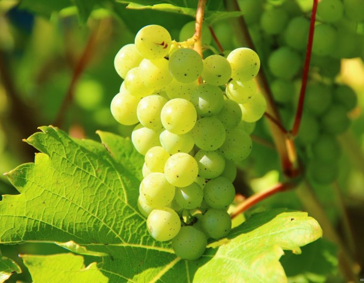 Veuve Ambal Crémant de Bourgogne Montagny-lés-Beaune