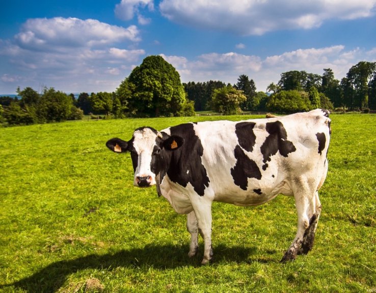 La Ferme des peupliers