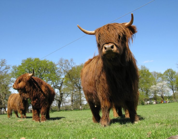 La Ferme du Monde Highland