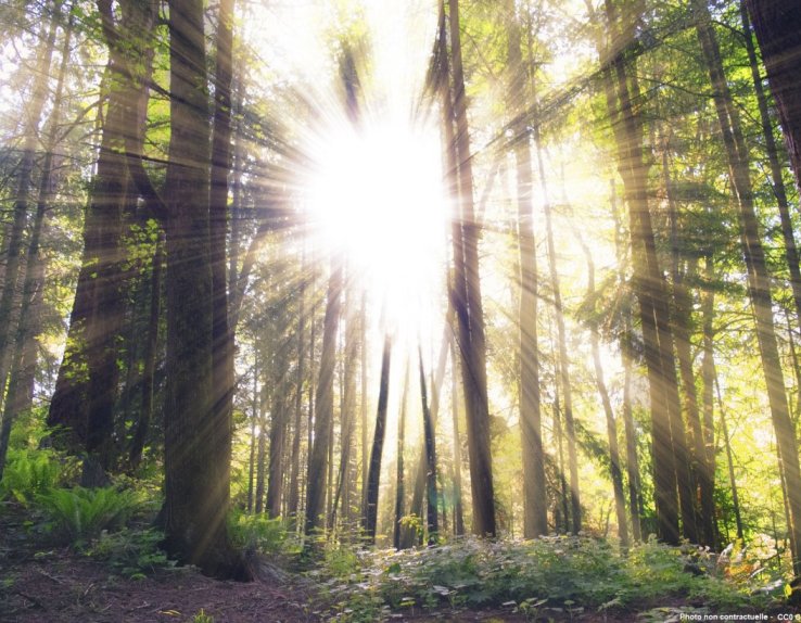 Forêt 