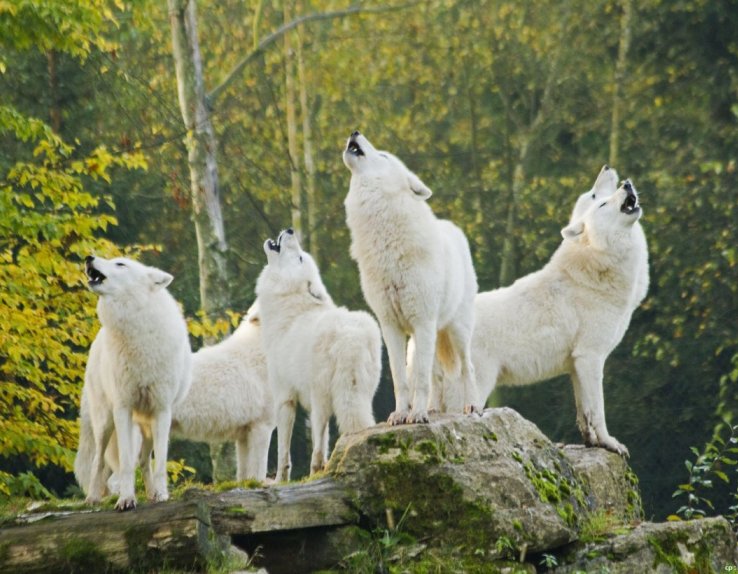 Loups blancs parc de sainte croix