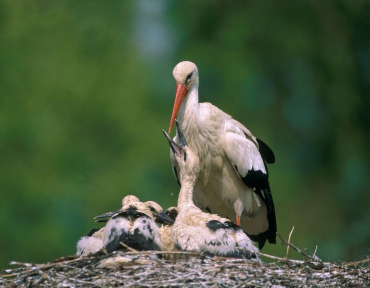 Une parenthèse nature dans un parc de 5ha.  NaturOparC vous invite à une agréable visite au cœur d'un environnement naturel préservé. Depuis plus de 45 ans, ce parc animalier s'engage avec passion pour la conservation des espèces locales telles que la Cigogne blanche, la Loutre d’Europe ou désormais le Grand Hamster.