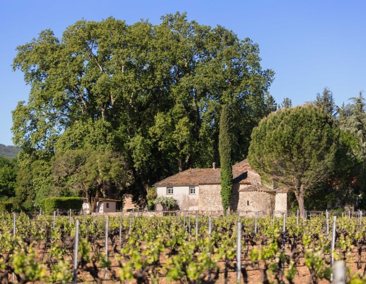Le Domaine La Gayolle, veillé par ses trois platanes quadri-centenaires.