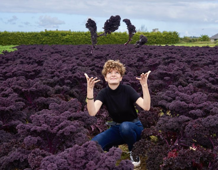 Champs de choux kale rouges dans la charmante ferme de Kerguelen St Pol de Léon