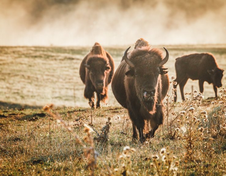 Bisons de face