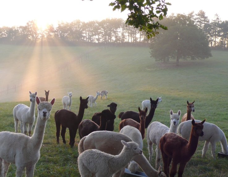 Troupeau d'alpagas
