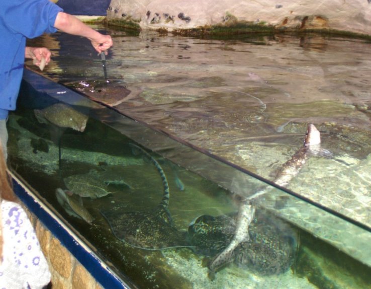 les aquariums de l'ESTRAN Cité de la Mer