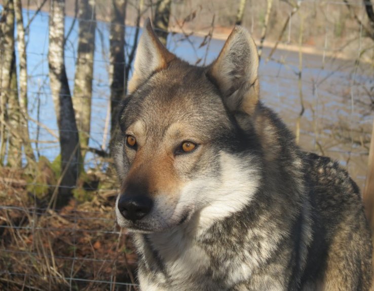 Loup Parc Animalier du Hérisson