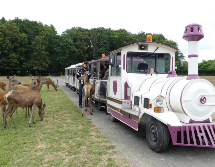 Cerfs Safari Train - Réserve de Beaumarchais