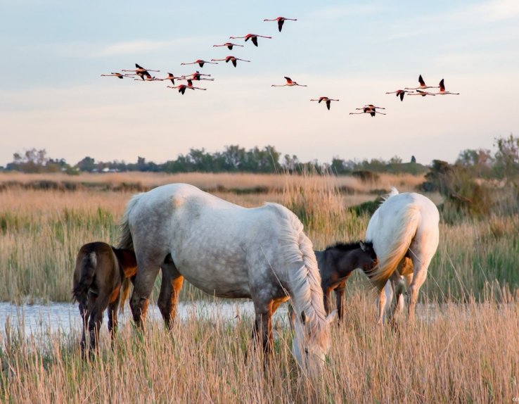 Le Petit Train Camarguais